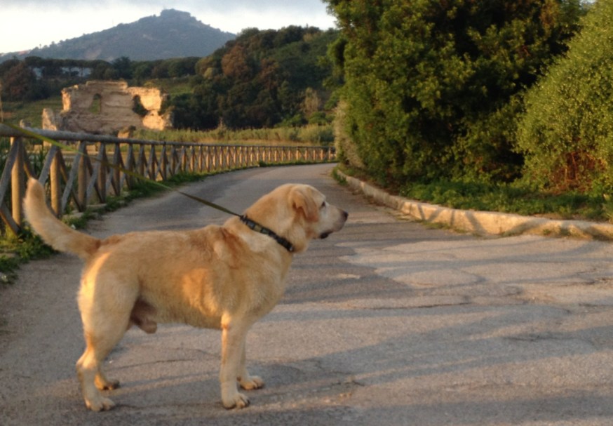 The dog, anxious for his walk on Lago d'Averno