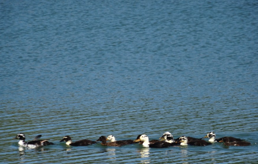 A spring full of birds on Lago d'Averno
