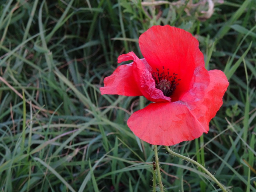 Poppy - one of the many wild flowers on the edge of Lago d'Averno