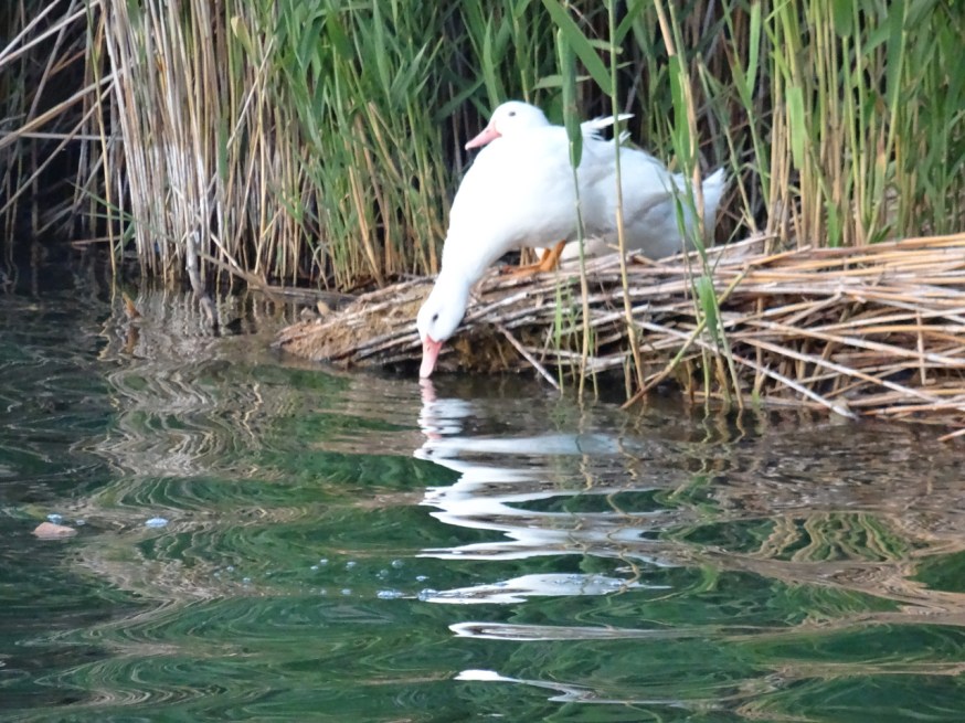 Ducks on Lago d'Averno