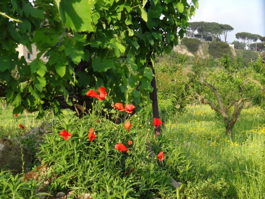 Vineyards, orchards and flowers on the edge of Lago d'Averno