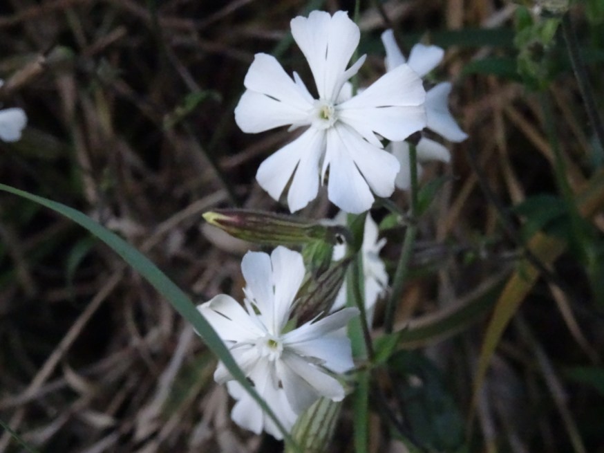 Wild flowers on Capo Miseno