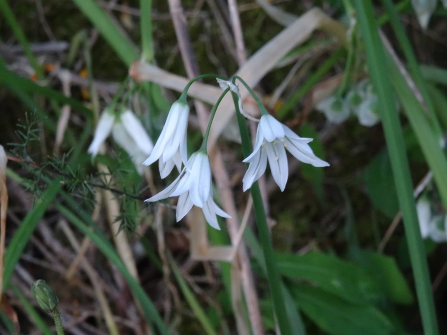 Wild flowers on Capo Miseno