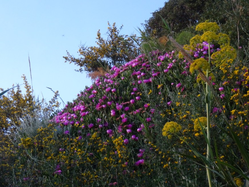 Wild flowers on Capo Miseno