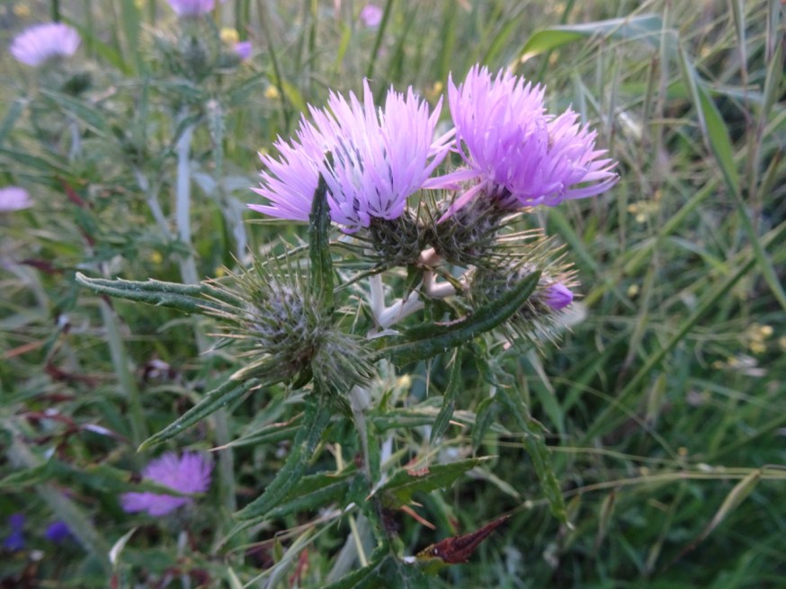 Wild flowers on Capo Miseno