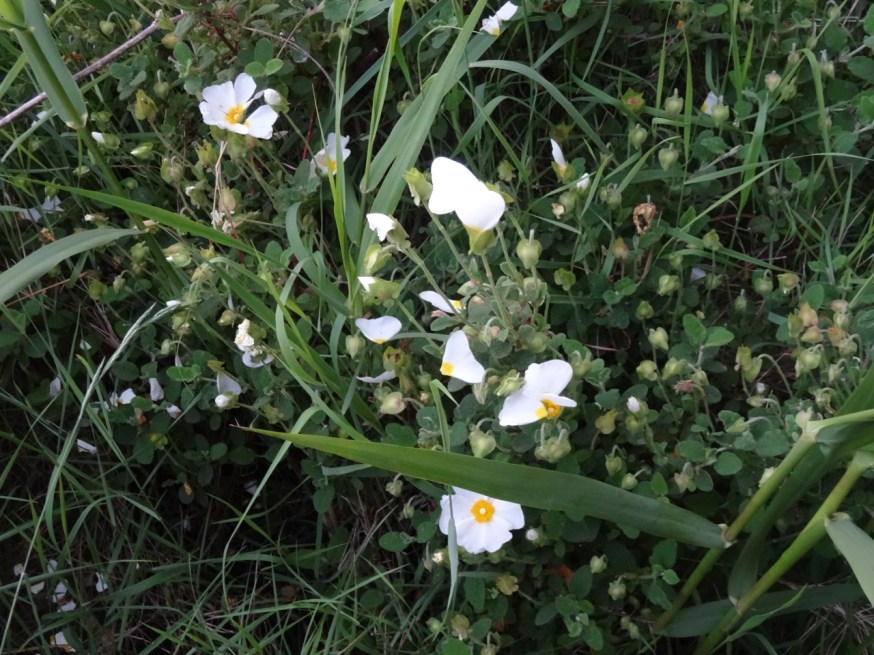 Wild flowers on Capo Miseno