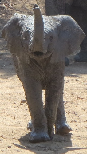 Young African elephant