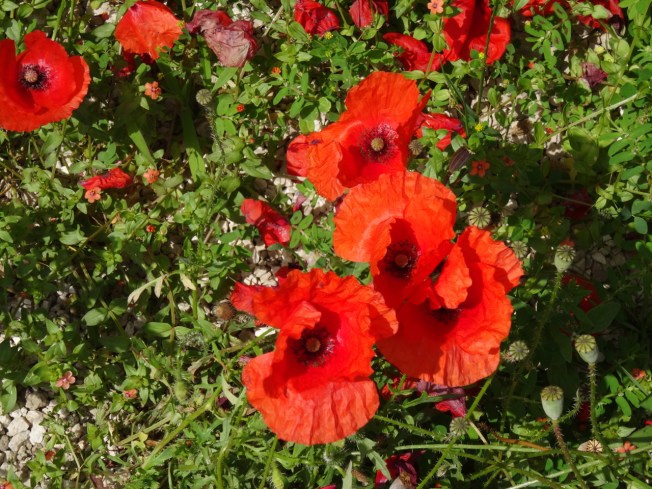 Poppies outside the entrance to the Villa Arianna in Stabiae