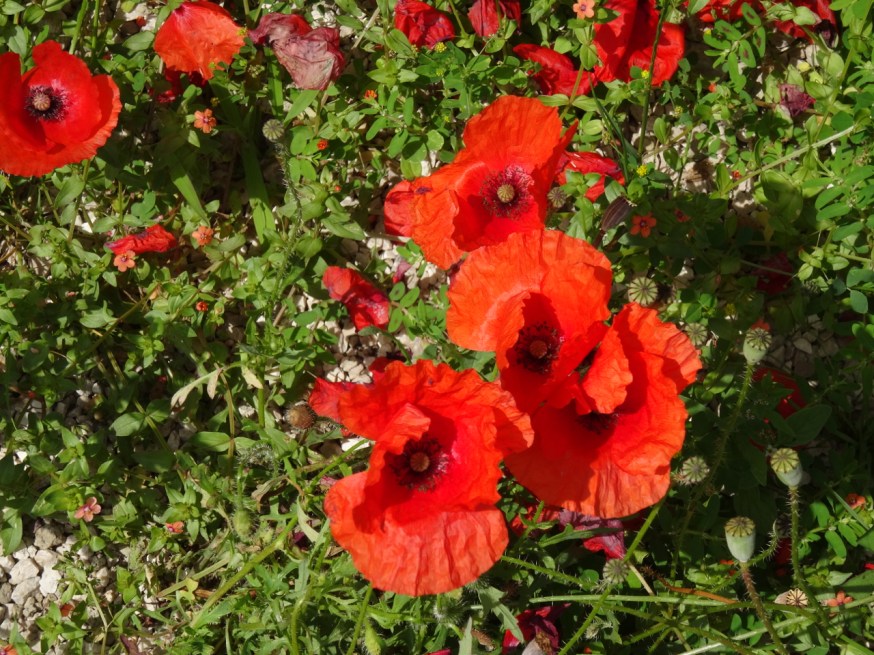 Poppies outside the entrance to the Villa Arianna in Stabiae