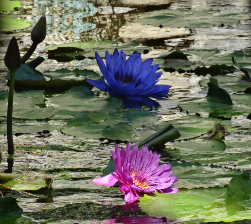 La Mortella - testament to the passion and flair of Lady Susana Walton