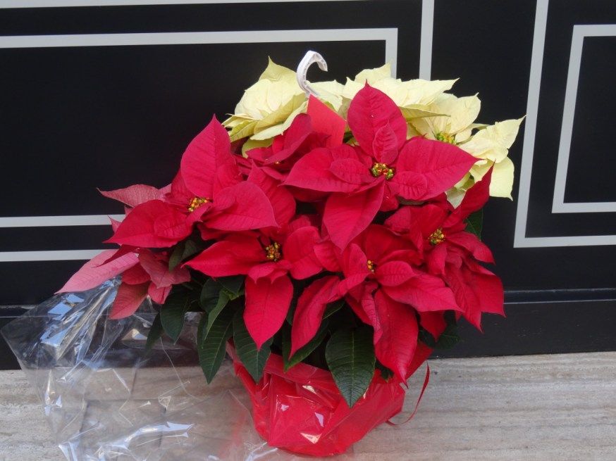 Poinsettia for sale in Naples, Italy