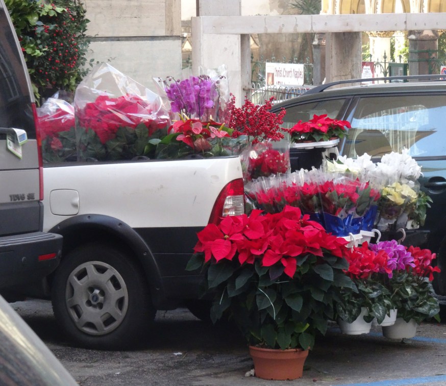 Poinsettia for sale in Naples, Italy