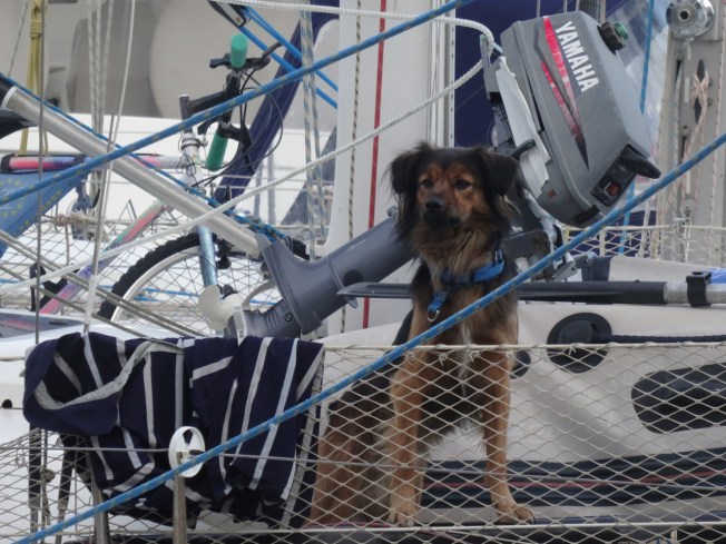 Dog keeping an eye on everything in the marina in Naples, Italy