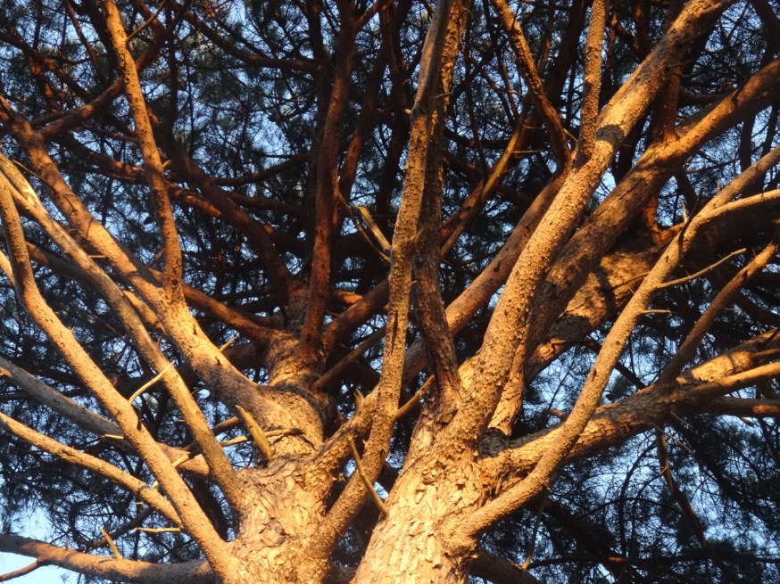 The cheerful arms of an umbrella pine