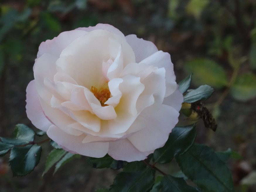 A December rose in its garden at Villa Cimbrone, Ravello, Italy