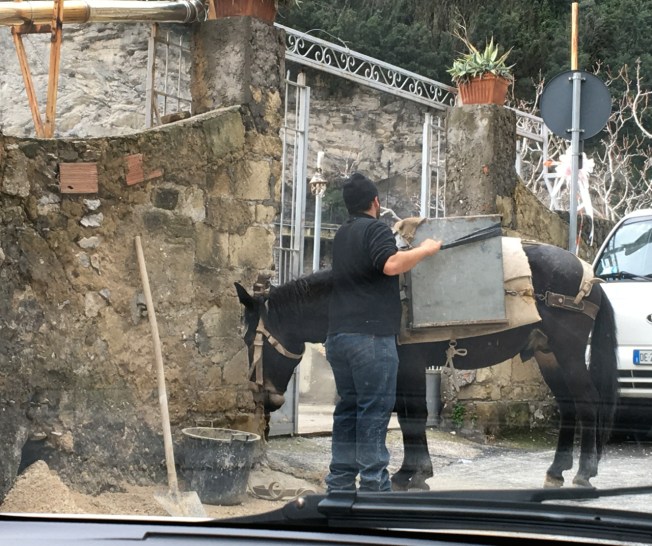 Mule being loaded for work in Positano on the Amalfi Coast in Italy