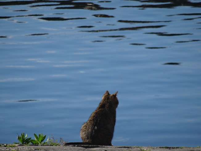 Waiting for the fishermen to come home by the old harbour in Pozzuoli, near Naples, Italy