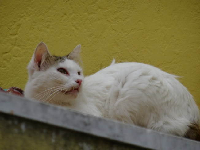 On the island of Procida in the Bay of Naples, Italy