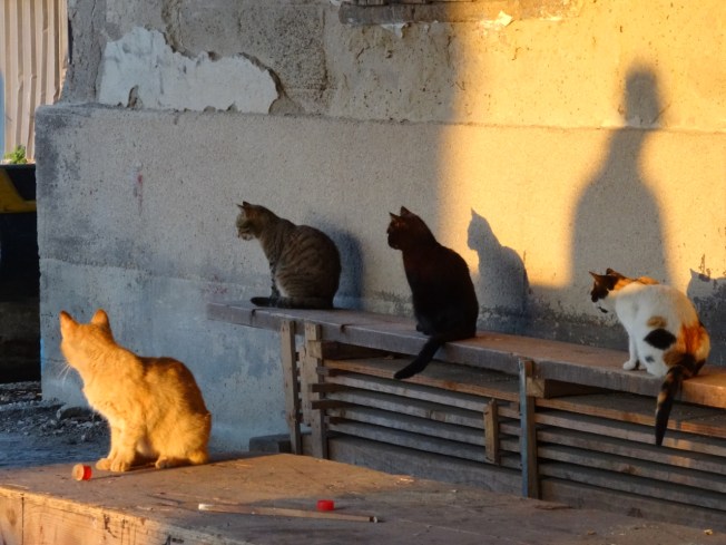 By the old fishing harbour in Pozzuoli, near Naples, Italy