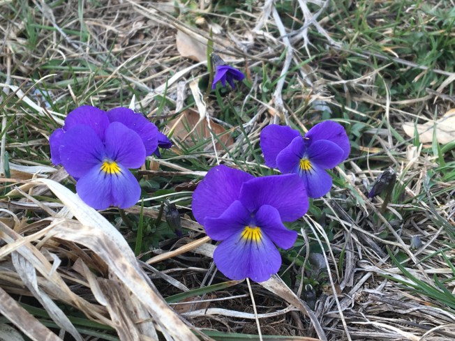 Signs of spring in the mountains at Roccaraso in Abruzzo, Italy