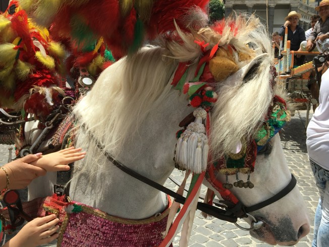 Hats off to the horses who paraded in Naples, Italy