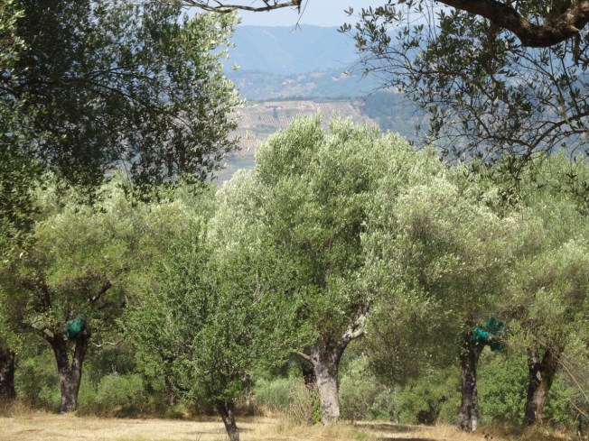Olive trees and their harvest nets in Roccagloriosa in Cilento, Italy