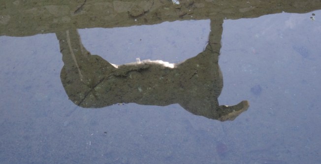 Reflection of the horse that followed me to Benevento