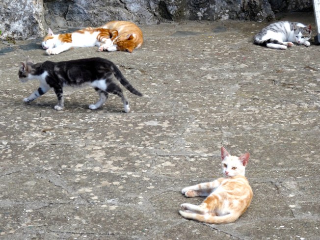 Cats by the chairlift station at the top of Monte Salaro on the island of Capri