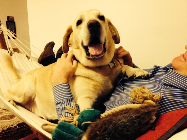 The dog when not sick