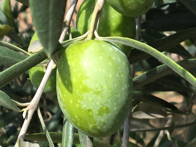 An olive - Puglia is carpeted with olive trees