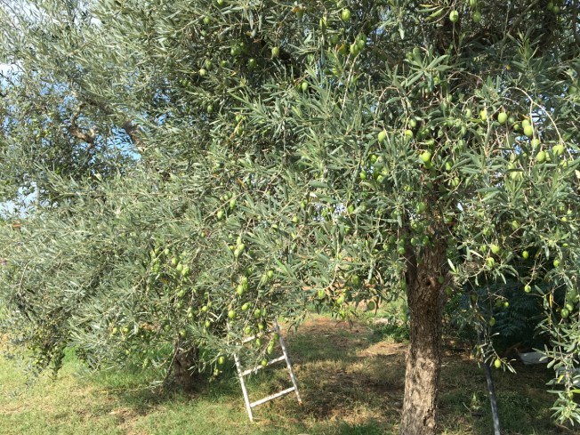 Olive tree by the Agriturismo Biologico Sant'Andrea in Puglia