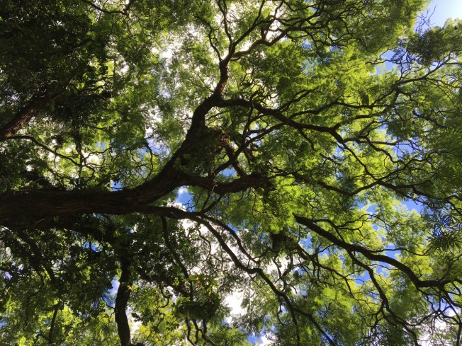 Jacaranda tree in Harare, Zimbabwe