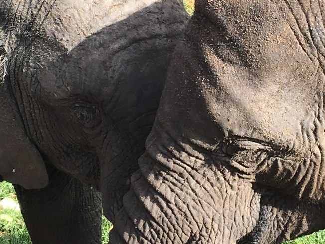 Young elephants at the Elephant Nursery outside Harare, in Zimbabwe