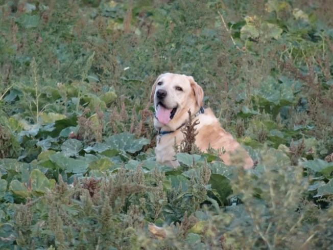 Django in Campania (near Naples, Italy)
