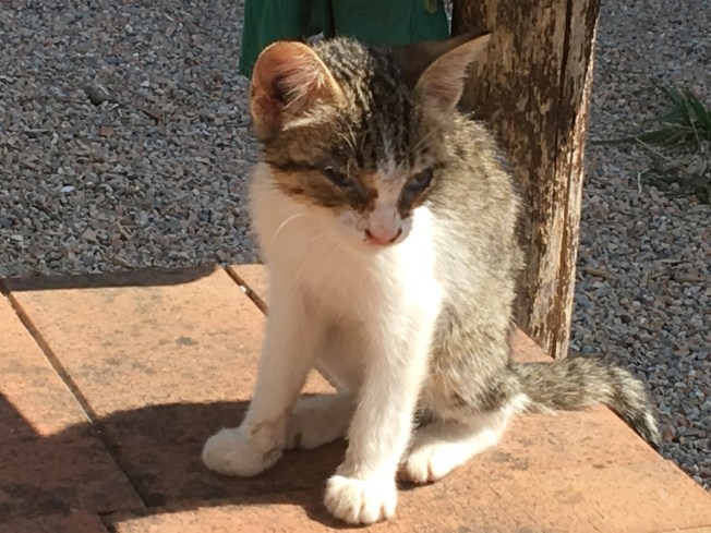 Our attentive host and new companion at Arrival at Le Stelle di Giurò in Cilento, Italy 