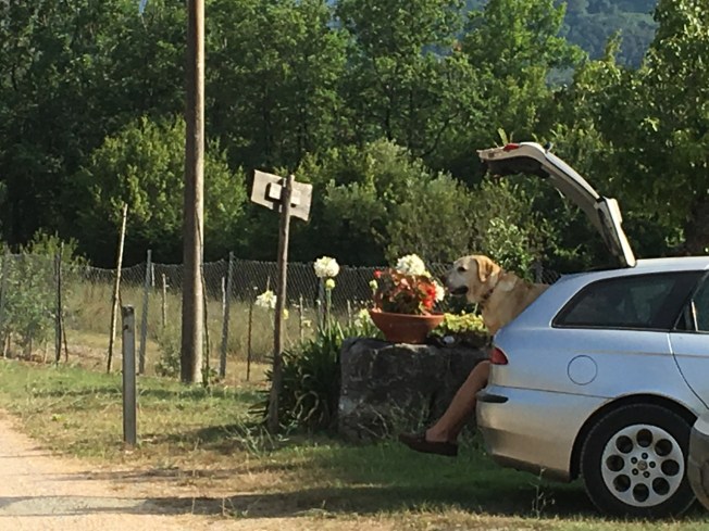 Arrival at Le Stelle di Giurò in Cilento, Italy - new legs for the dog