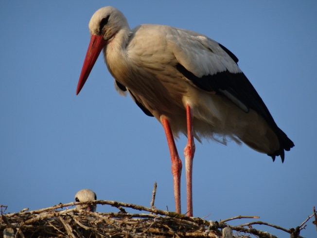 A long-legged stork in charge of the future