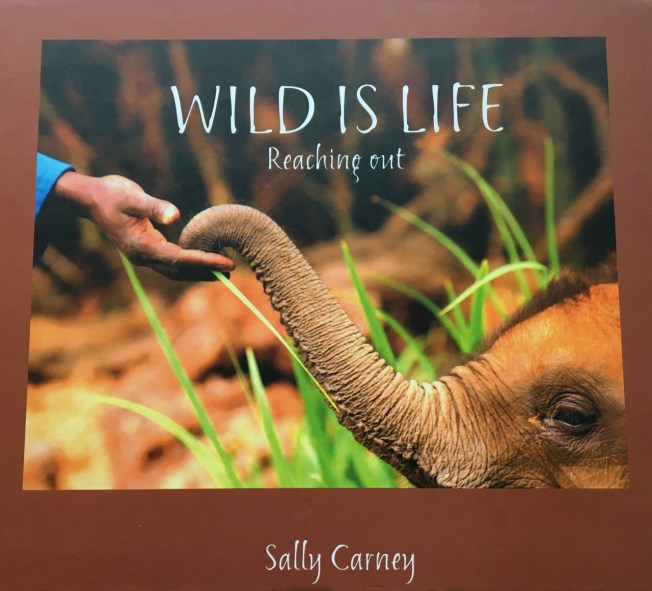 Wild is Life by Sally Carney