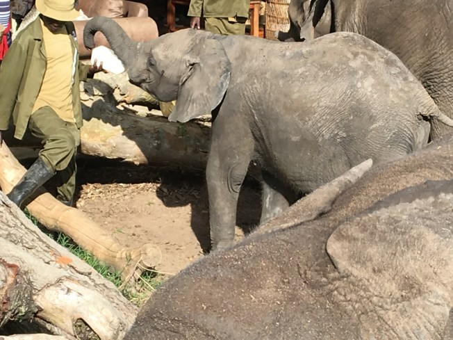 Wild is Life, outside Harare in Zimbabwe