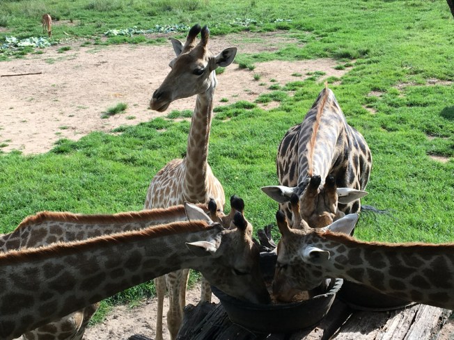 Wild is Life in Harare, Zimbabwe (photograph by Georgie Knaggs 2017)