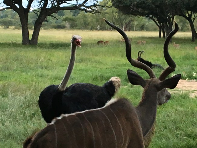 Ostrich and kudu at Wild is Life in Harare, Zimbabwe