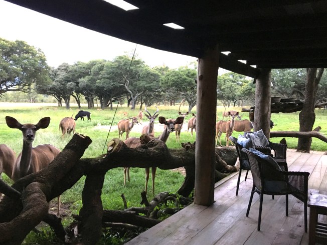 Kudu - tourist viewing at Wild is Life, outside Harare in Zimbabwe