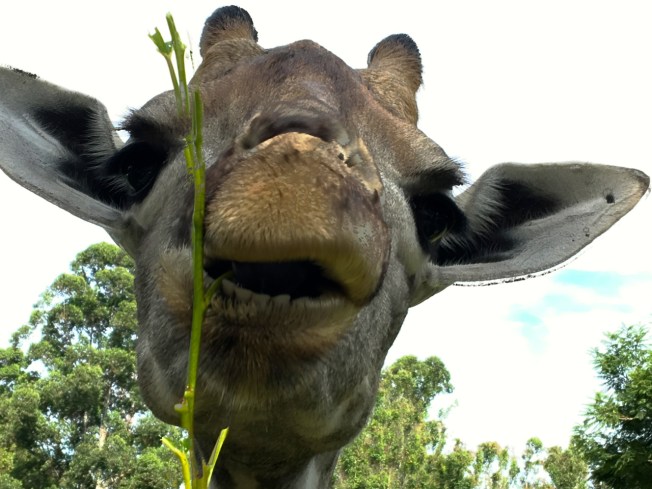 My chat with a giraffe at Wild is Life, Zimbabwe