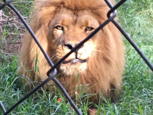 Wild is Life, Harare, Zimbabwe