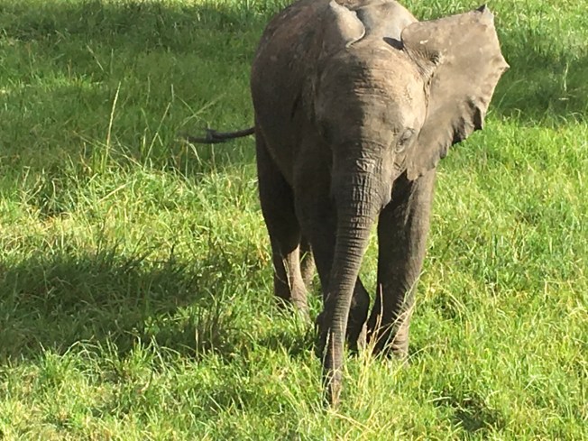 Wild is Life in Harare, Zimbabwe (photograph by Georgie Knaggs 2017)