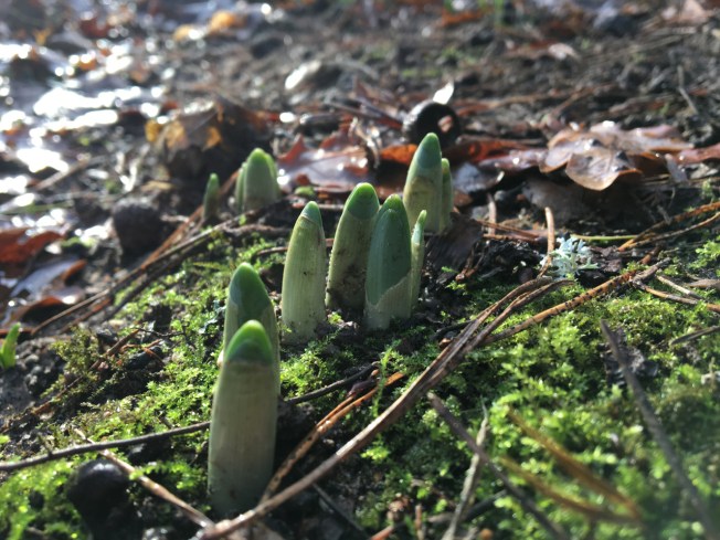 New growth on a winter's day