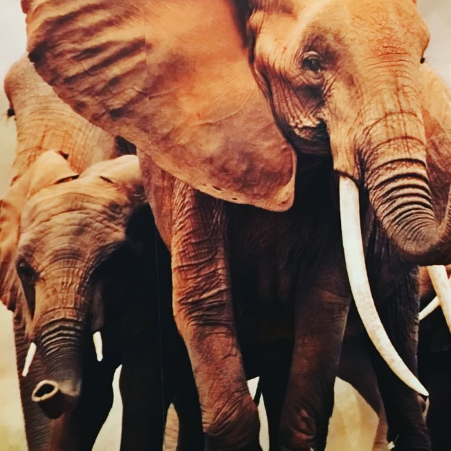 Part of the WWF-UK banner at the reception in the Houses of Parliament in London to mark the closure of China's domestic ivory market