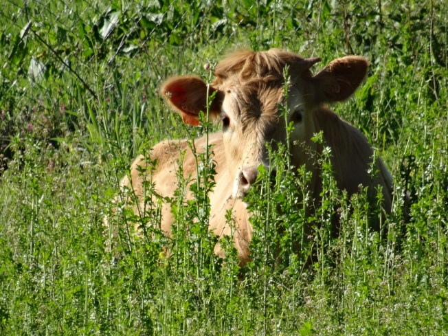 A cow in the north of Spain