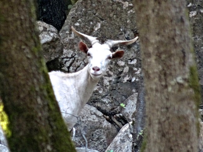 A goat in the South of Italy