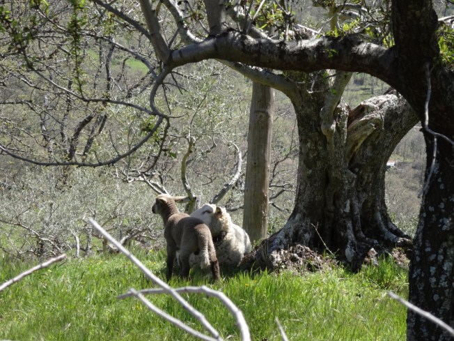 A ewe and her lamb in the north of Spain